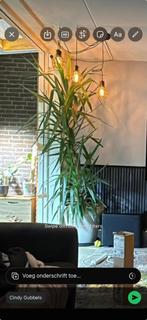 Grote Yucca, Ophalen, 200 cm of meer, Halfschaduw, In pot