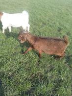 Mooie boergeiten te koop, Dieren en Toebehoren, Schapen, Geiten en Varkens, Meerdere dieren, Geit