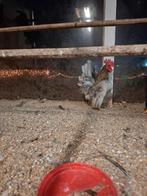 Te koop serana haantjes, Dieren en Toebehoren, Pluimvee, Mannelijk, Kip