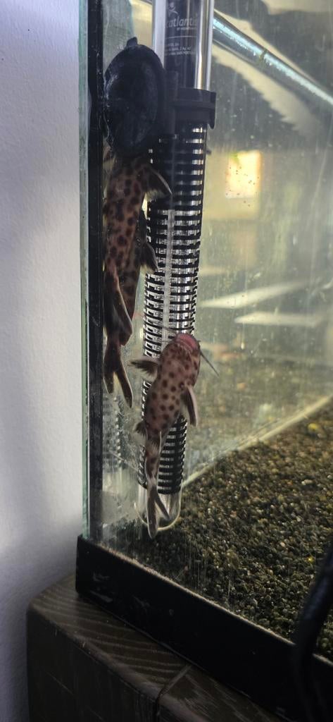 4X Synodontis Lucipinnis (Koekoekmeerval), Dieren en Toebehoren, Vissen | Aquariumvissen, Vis