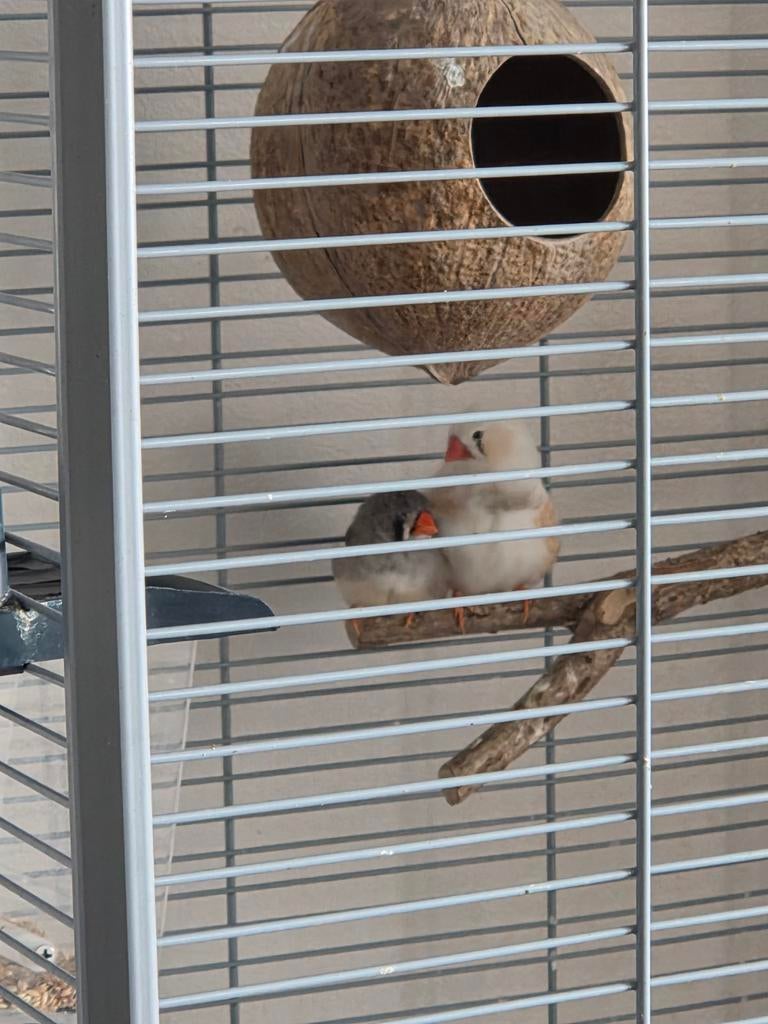 Zebravinkjes (koppel) mèt kooi etc., Dieren en Toebehoren, Vogels | Overige Vogels, Meerdere dieren