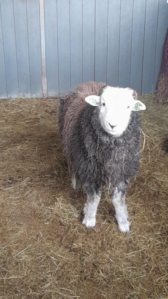 Herdwick ram, Dieren en Toebehoren, Schapen, Geiten en Varkens, Mannelijk, Schaap