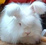 Angorakonijn, Dieren en Toebehoren, Mannelijk, December, Overige typen, Tam