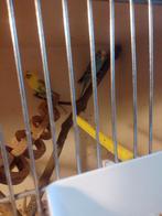 Parkieten, mannetje en vrouwtje inclusief grote kooi, Dieren en Toebehoren, Vogels | Kanaries, Meerdere dieren, Zangkanarie