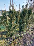 Taxus Hicksii, Ophalen, Bloeit niet, Overige soorten, Volle zon