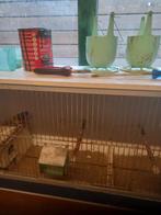 Gevraagd 2 koppeltjes gouldamadines, Ophalen, Hout, Volière