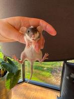 💕💕Lieve Dwergratjes, ratjes, rittens, dwergrittens!, Dieren en Toebehoren, Rat, Januari, Meerdere dieren, Tam