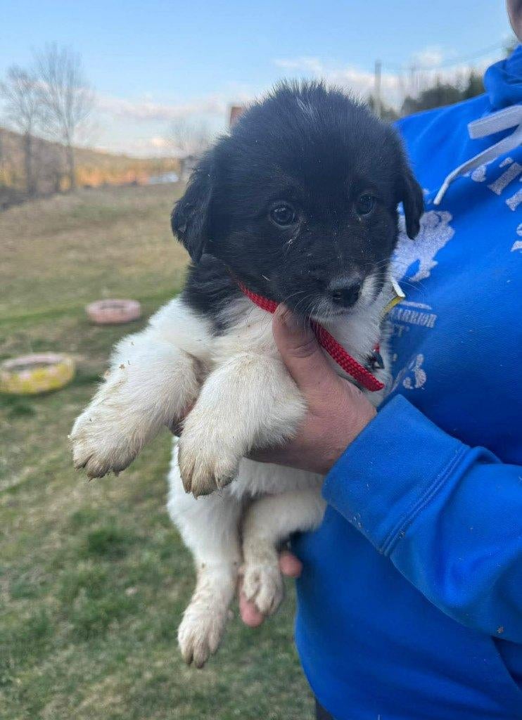 Walnut – een lief en rustig meisje op zoek naar warmte, Particulier, 15 weken tot 1 jaar, Buitenland, Teef