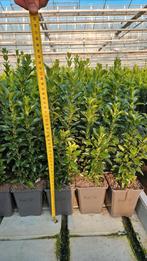 Zeer lange / zware Euonymus Green Spire - groene haagplant, Tuin en Terras, Planten | Struiken en Hagen, Ophalen of Verzenden