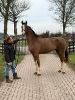 Diverse leuke paarden te koop, Dieren en Toebehoren, Paarden, Minder dan 160 cm, Met stamboom, Niet van toepassing, Dressuurpaard