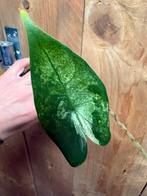 Alocasia zebrina variegata plant mint albo white wit, Huis en Inrichting, Kamerplanten, Ophalen of Verzenden, Halfschaduw, Minder dan 100 cm