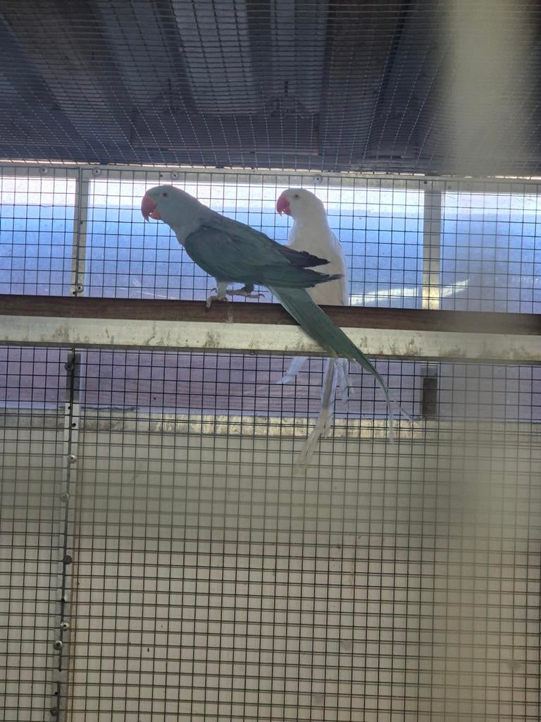 Grote alexanders, Meerdere dieren, Parkiet, Geringd