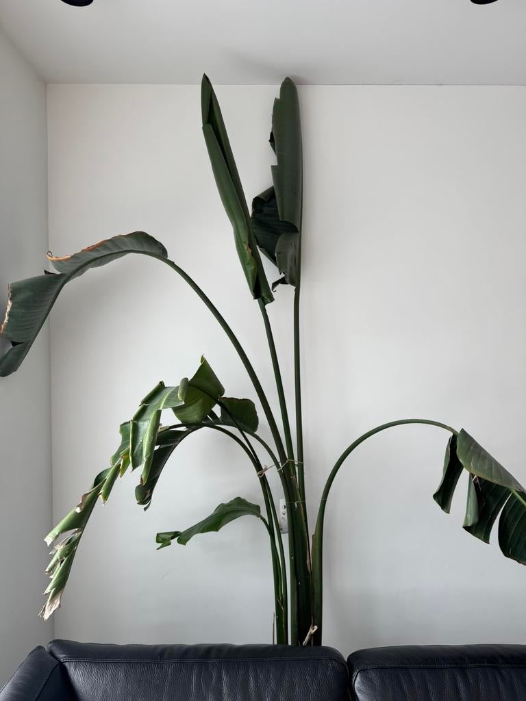 Strelizia 260 cm, Huis en Inrichting, Kamerplanten, Ophalen, Volle zon, 200 cm of meer