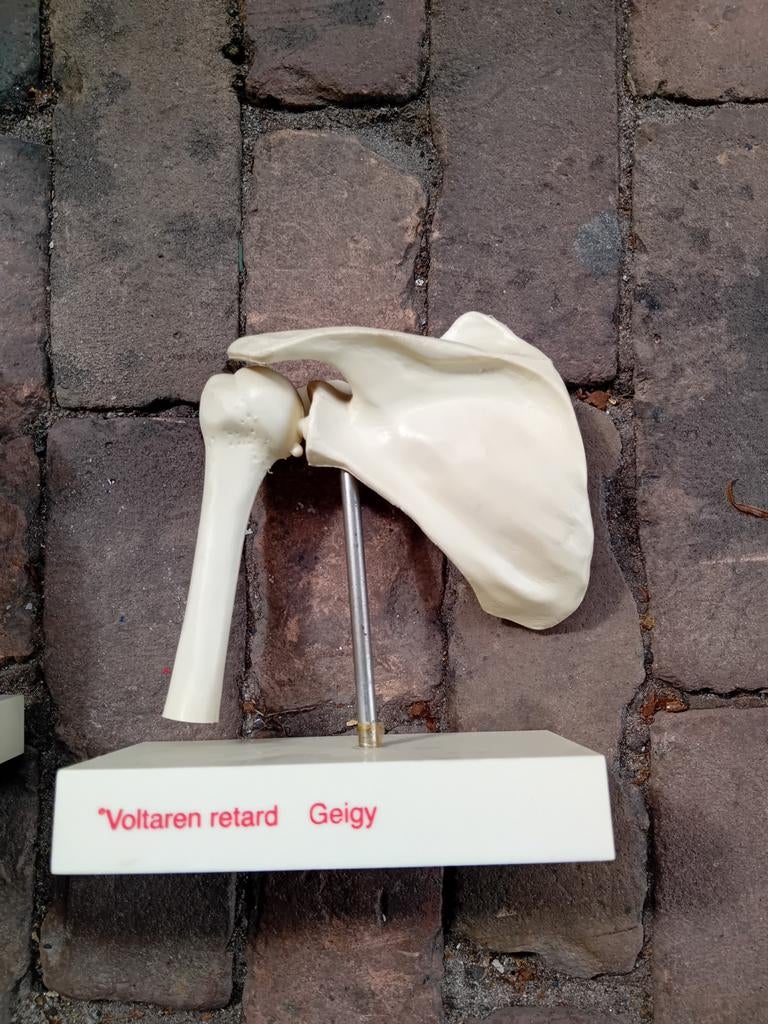 Voltaren geigy anatomisch model knie schouder heup, Ophalen of Verzenden, Nieuw