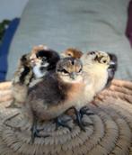 Kuikens kleurleggers Cream Legbar, Dongxiang, Araucana, Dieren en Toebehoren, Pluimvee, Kip