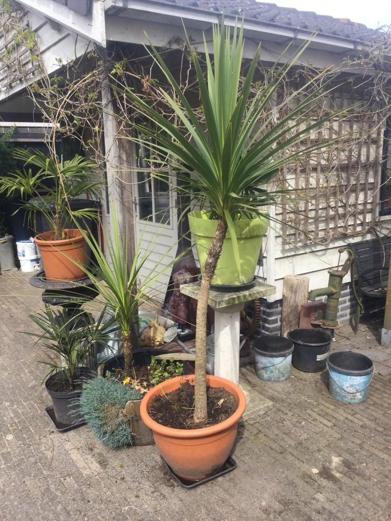 Cordyline Australis, Tuin en Terras, Ophalen of Verzenden, Overige soorten, Halfschaduw