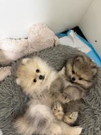 Mooie pomeriaan pups creme& bearface, Keeshond, Reu, 8 tot 15 weken, Parvo