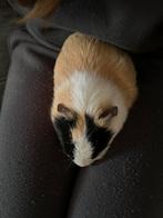 Cavia beer 6 maanden oud, Cavia, Mannelijk, Tam, September