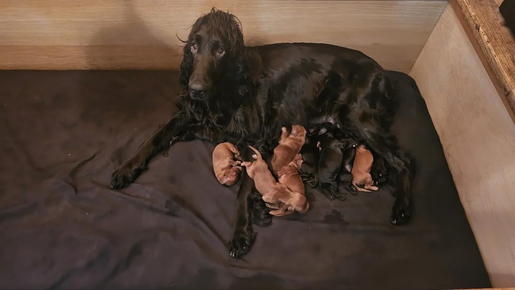 Ierse Setter pups, Dieren en Toebehoren, Honden | Setters en Staande honden, 8 tot 15 weken, Meerdere, Meerdere dieren, Setter