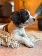 Engelse Springer Spaniël pups, 8 tot 15 weken, Parvo, Meerdere dieren, Eén hond