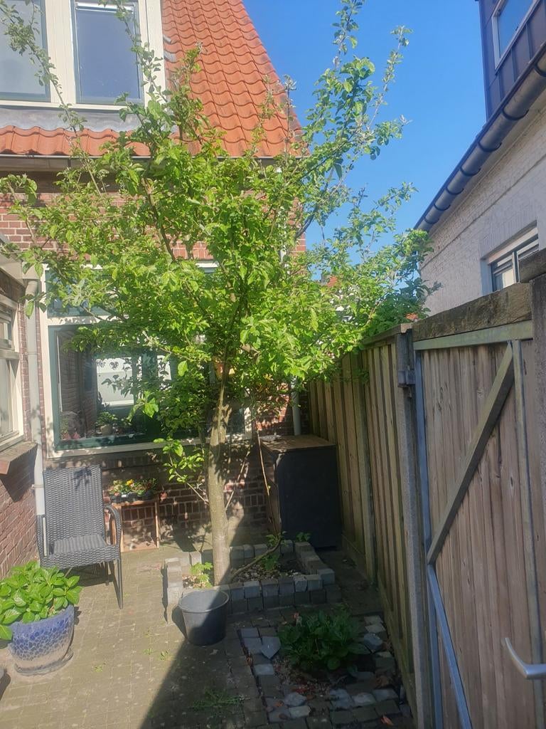 Appelboom gratis, Volle zon, Lente, 100 tot 250 cm, Overige soorten