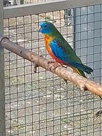 Turquoisine parkiet man, Dieren en Toebehoren, Vogels | Parkieten en Papegaaien, Mannelijk, Parkiet, Geringd
