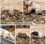 Jonge sociale , tamme ratten ( vrouw, dumbo, van de fokker), Rat, Vrouwelijk, Januari, Tam