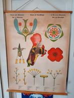 Vintage 1967 stoffen schoolkaart, bloemen en bestuiving., Ophalen of Verzenden, Natuur en Biologie