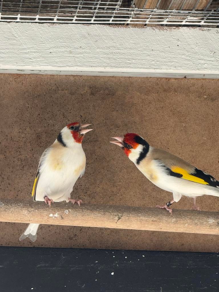 Majoor putter van buiten volière, Dieren en Toebehoren, Meerdere dieren, Wildzangvogel, Geringd