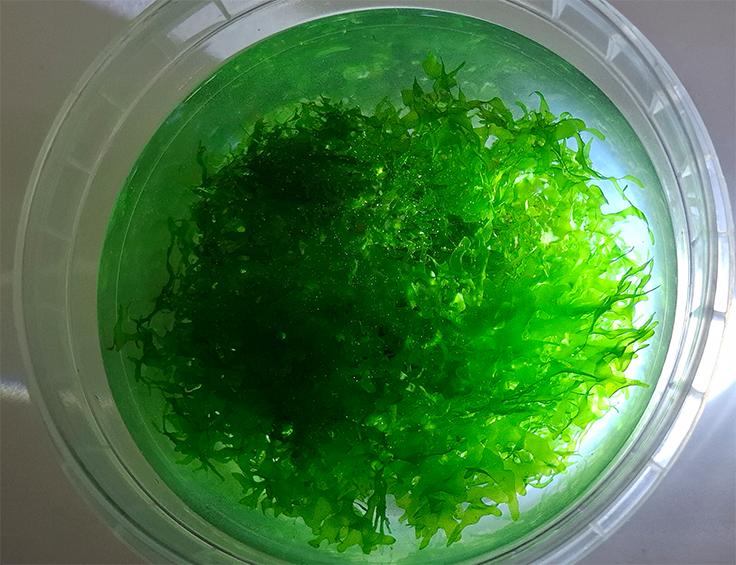 Levermos, Dieren en Toebehoren, Vissen | Aquaria en Toebehoren, Nieuw, Plant(en), Steen of Hout, Ophalen