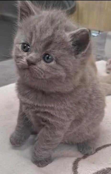 Knappe fluffy Britse korthaar kittens, Dieren en Toebehoren, Meerdere dieren, Gechipt, 0 tot 2 jaar