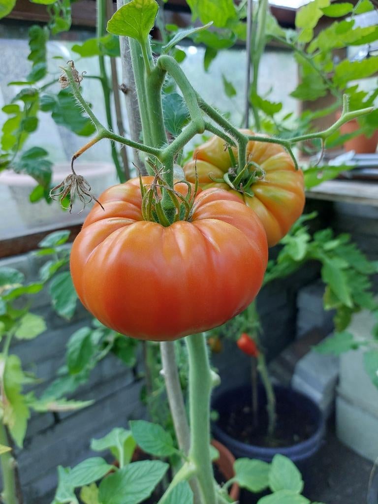 Tomaten- en paprikaplantjes, Ophalen, Volle zon