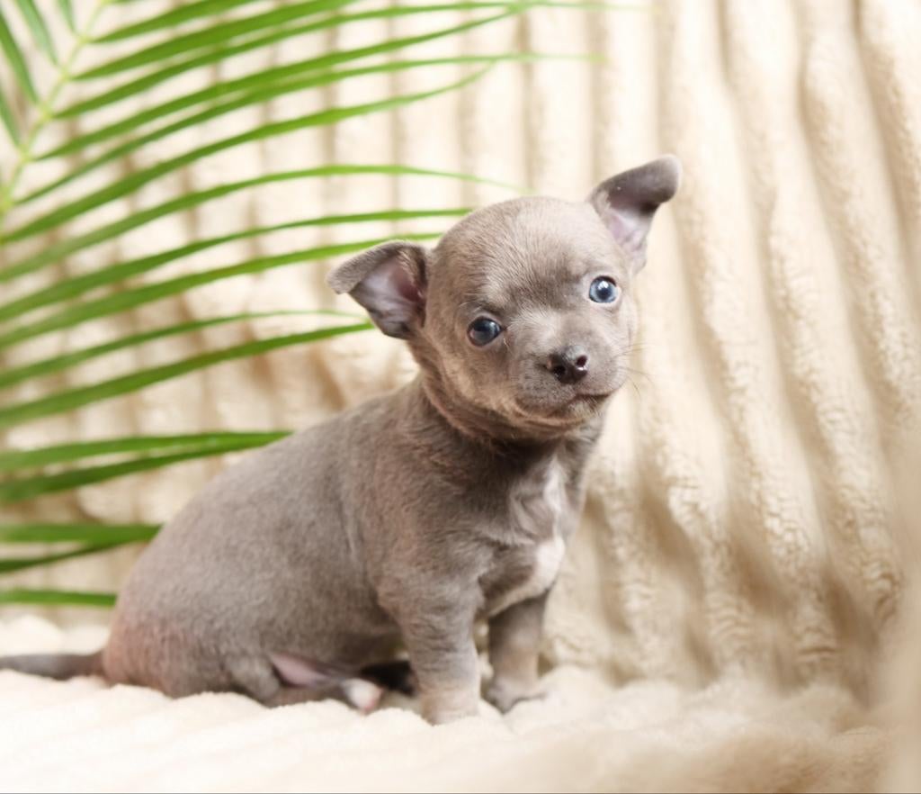 🩵 Lief chihuahua pup puppy mag nestje verlaten 🩵, Dieren en Toebehoren, Honden | Chihuahua's en Gezelschapshonden, Reu, 8 tot 15 weken