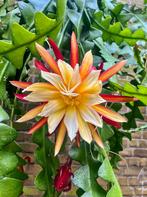 cactus - Epiphyllum The Lost Dutchman - zeldzaam !, Ophalen of Verzenden, Cactus, Volle zon, Minder dan 100 cm