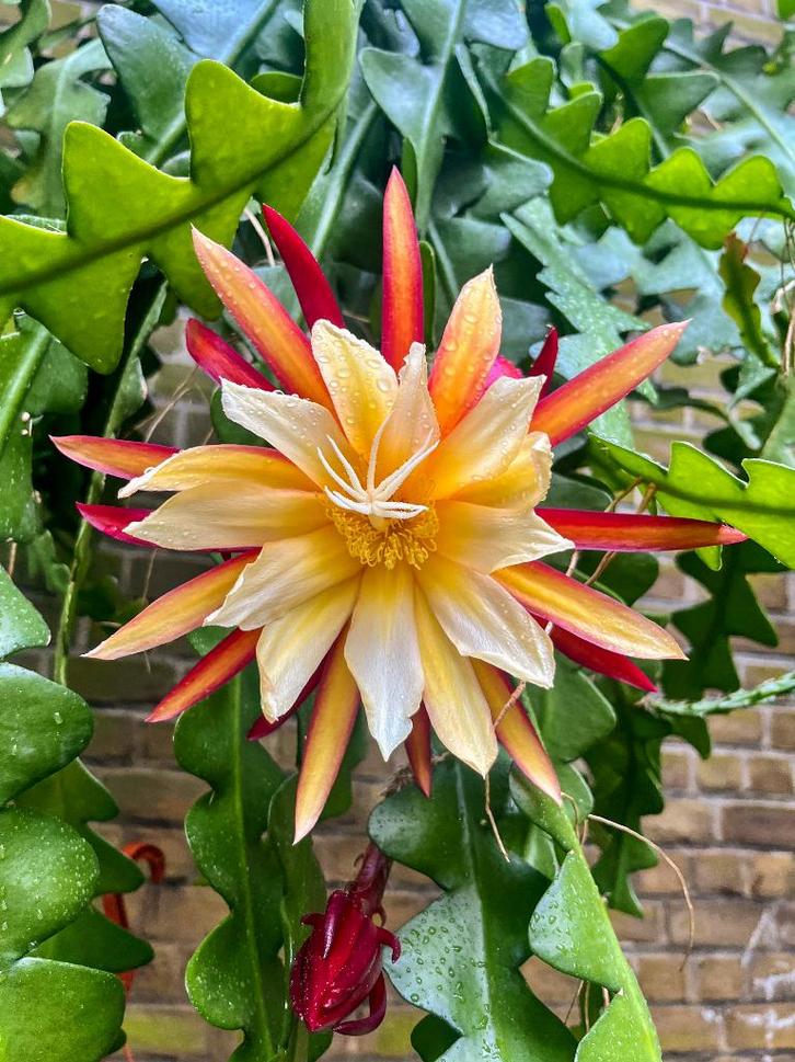 cactus - Epiphyllum The Lost Dutchman - zeldzaam !, Huis en Inrichting, Kamerplanten, Cactus, Minder dan 100 cm, Volle zon, Ophalen of Verzenden