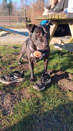 Stormy (teef) voor adoptie.  Stafford mix van 2 jaar., Dieren en Toebehoren, Honden | Niet-rashonden, Particulier, 1 tot 2 jaar
