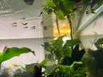 Jonge endler guppy’s, Dieren en Toebehoren, Vis
