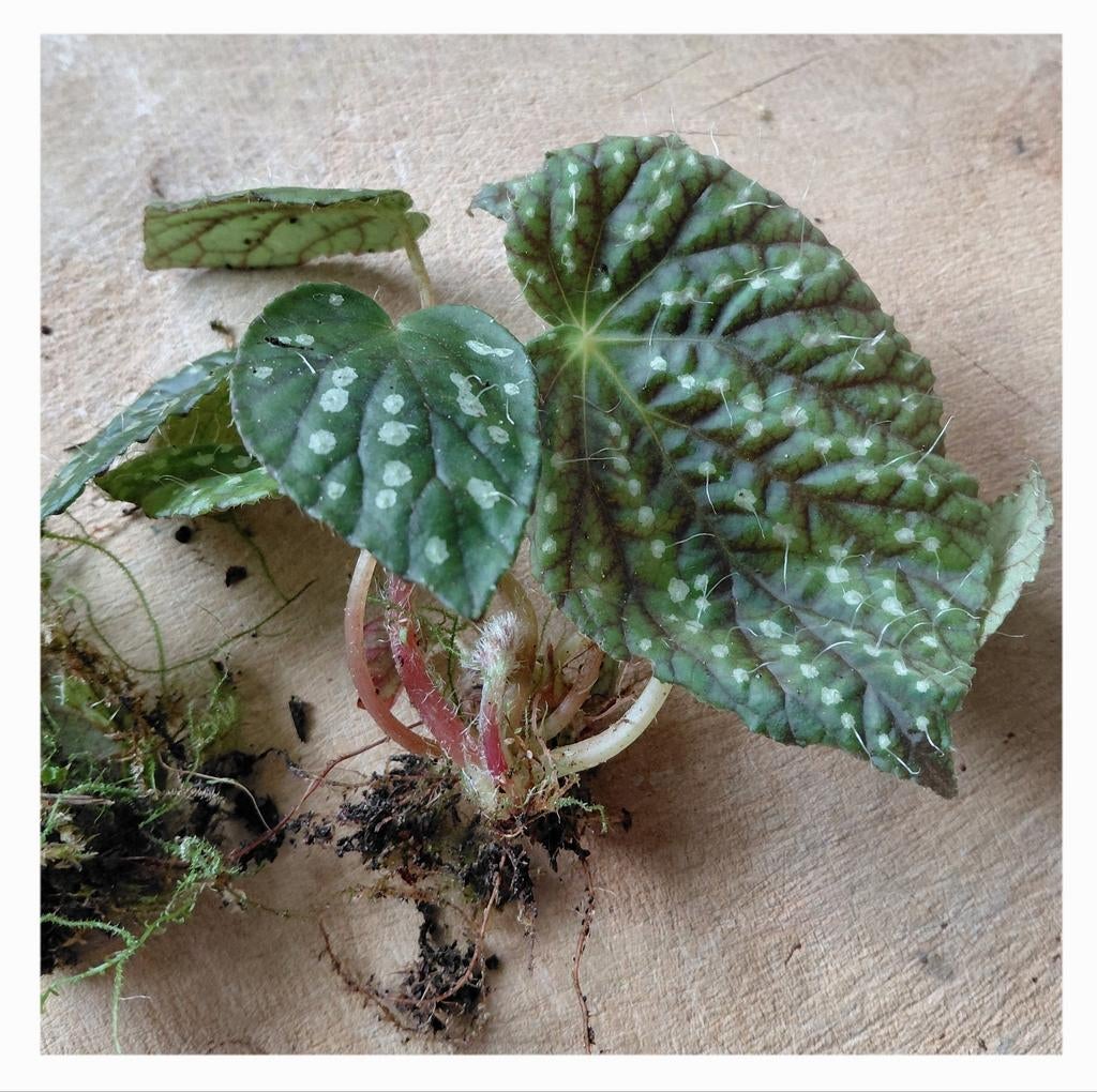 Begonia ssp. China plantje, Ophalen of Verzenden, Halfschaduw, Minder dan 100 cm