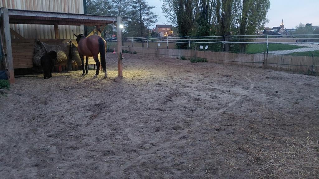 Paddock in eigen beheer, Dieren en Toebehoren, Stalling en Weidegang