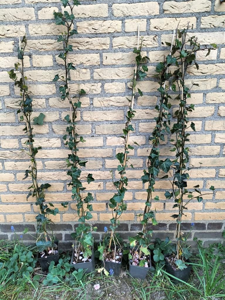 200 Hedera hibernica klimop - Grote Ierse Klimop, Tuin en Terras, Planten | Tuinplanten, Ophalen, Vaste plant, Bloeit niet, Halfschaduw