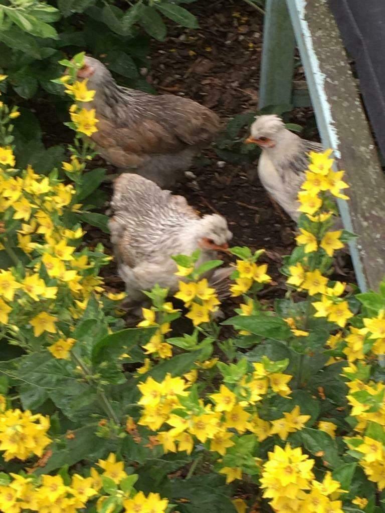 Cochin  krielkippen, Dieren en Toebehoren, Pluimvee, Vrouwelijk, Kip