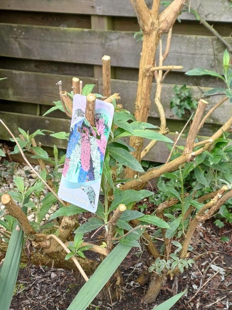 Vlinderstruik Tricolor - Buddleja davidii, Volle zon, Vaste plant, Zomer, Ophalen