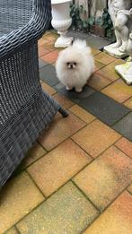Exclusive pomeriaan pup, Particulier, 8 tot 15 weken, Buitenland, Parvo