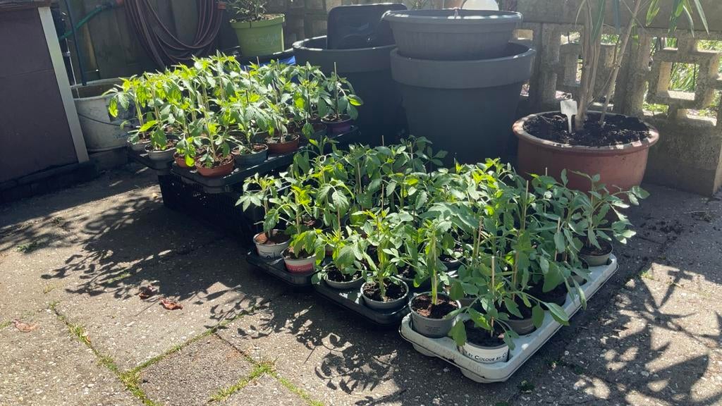 Kers / tros tomatenplantjes te koop, Tuin en Terras, Bloembakken en Plantenbakken, Ophalen of Verzenden, Zo goed als nieuw, Rond