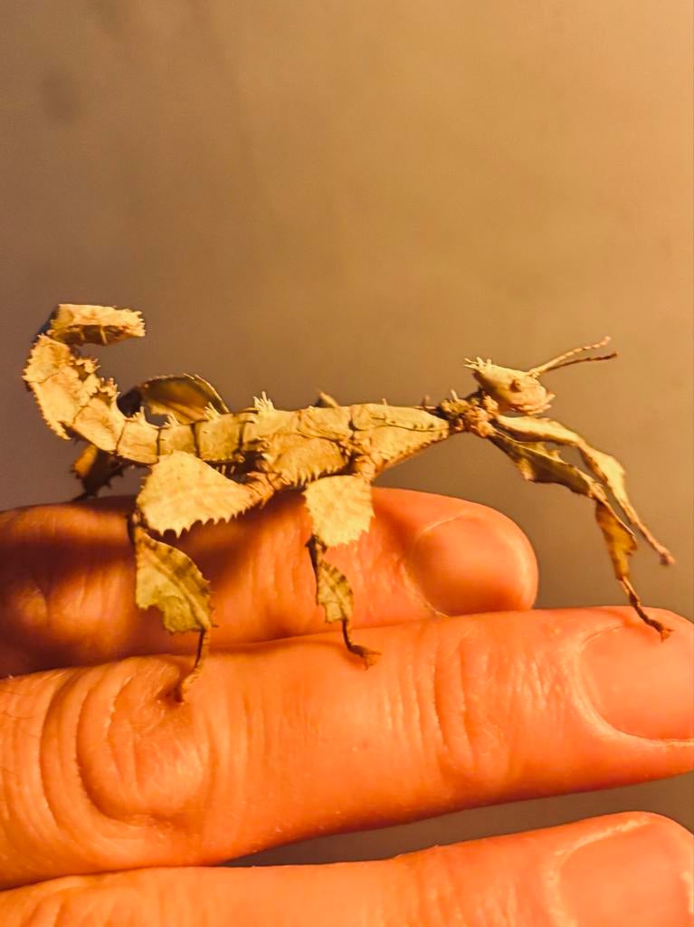 Australische flappentakken, Dieren en Toebehoren, Wandelende tak