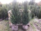 Mooie volle taxus baccata tot 275 cm, Ophalen of Verzenden, Bloeit niet, Overige soorten, Volle zon