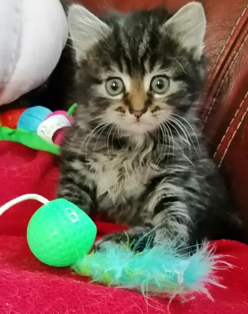 Zeer mooie kruising noorse boskat/ragdoll kittens, Meerdere dieren, 0 tot 2 jaar