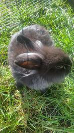 Konijn zsm ophalen, Dieren en Toebehoren, Konijnen