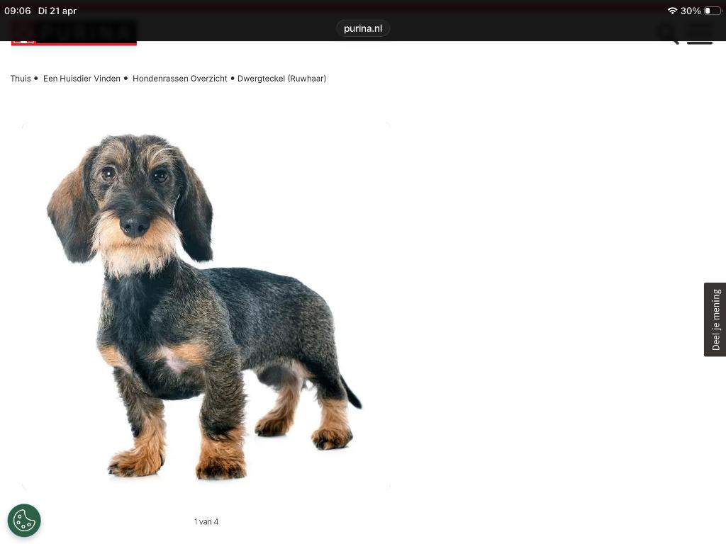 Gezocht herplaats ruwhaar Kaninchen of dwerg, Dieren en Toebehoren, Honden | Teckels en Dashonden, Kaninchen, 1 tot 2 jaar, Geslacht onbekend