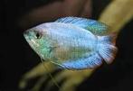 dwerg gourami cobalt €4,95, Vis, Zoutwatervis